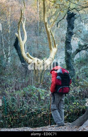 France, Morbihan, Trehorenteuc, walker au Val sans retour en Brocéliande la forêt Banque D'Images