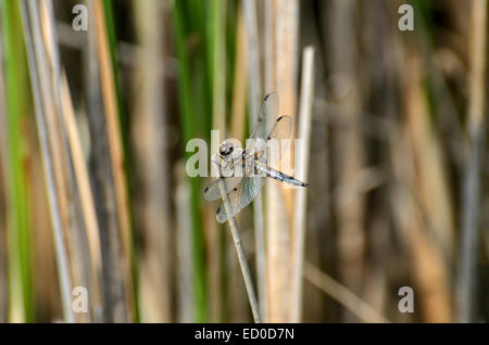 Une libellule bleue reposant à proximité d'un lac Banque D'Images