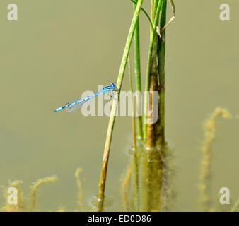 Une libellule bleue reposant à proximité d'un lac Banque D'Images