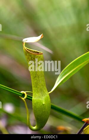 La Malaisie, l'État de Sarawak, parc national de Bako, antenne pitcher de sarracénie (Nepenthes gracilis) Banque D'Images