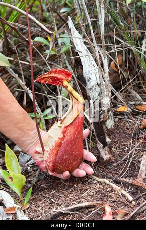 La Malaisie, l'État de Sarawak, parc national de Bako, la sarracénie pourpre (Nepenthes rafflesiana), la masse terrestre, lanceur pitcher Banque D'Images