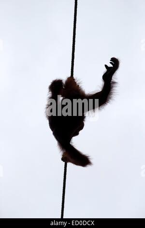 La Malaisie, l'État de Sarawak, Kuching, Centre de réhabilitation de faune Semenggoh orang-outan, Pongo pygmaeus pygmaeus () Banque D'Images