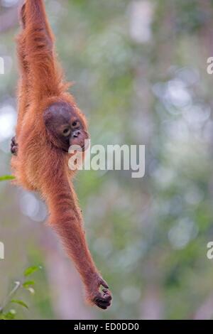 La Malaisie, l'État de Sarawak, Kuching, Centre de réhabilitation de faune Semenggoh orang-outan, Pongo pygmaeus pygmaeus () Banque D'Images