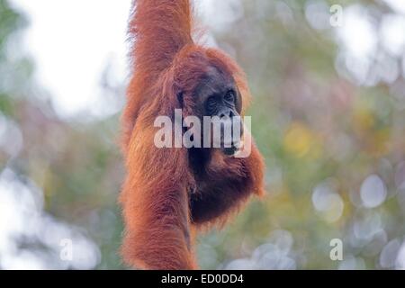 La Malaisie, l'État de Sarawak, Kuching, Centre de réhabilitation de faune Semenggoh orang-outan, Pongo pygmaeus pygmaeus () Banque D'Images