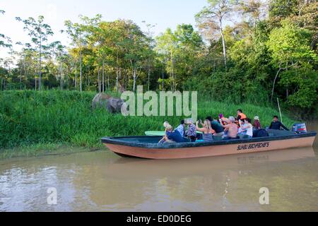 L'état de Sabah en Malaisie Bornéo Kinabatangan River ou de l'éléphant l'éléphant pygmée Bornéo (Elephas maximus borneensis) subspieces de Banque D'Images