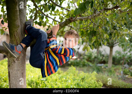 Petit garçon (6-7) hanging from tree Banque D'Images