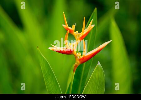 La Malaisie, Sabah State, Labuk Bay, plant Banque D'Images