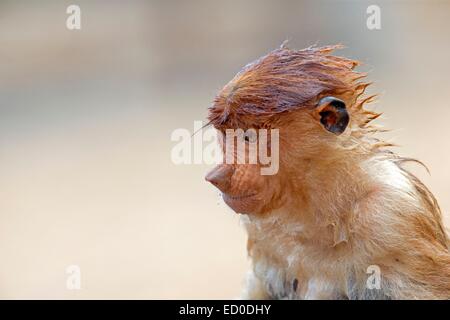 La Malaisie, Sabah State, Labuk Bay Proboscis Monkey ou singe bec long (Nasalis larvatus) Banque D'Images