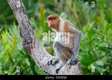 La Malaisie, Sabah State, Labuk Bay Proboscis Monkey ou singe bec long (Nasalis larvatus) Banque D'Images