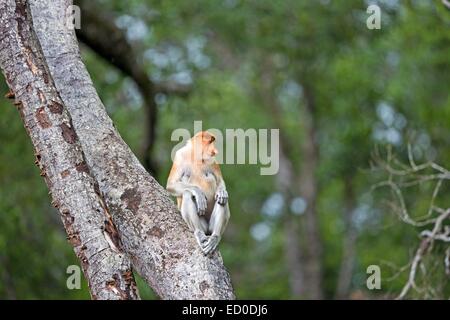 La Malaisie, Sabah State, Labuk Bay Proboscis Monkey ou singe bec long (Nasalis larvatus) Banque D'Images