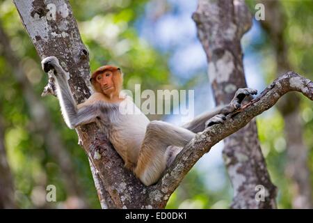 La Malaisie, Sabah State, Labuk Bay Proboscis Monkey ou singe bec long (Nasalis larvatus) Banque D'Images