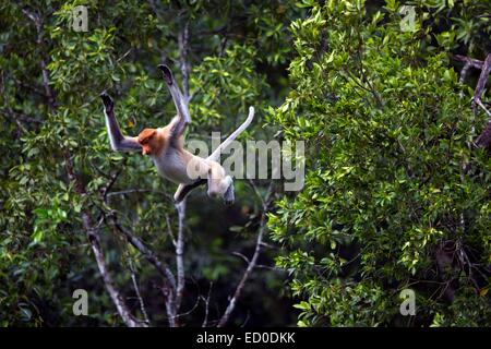 La Malaisie, Sabah State, Labuk Bay Proboscis Monkey ou singe bec long (Nasalis larvatus) Banque D'Images