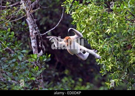 La Malaisie, Sabah State, Labuk Bay Proboscis Monkey ou singe bec long (Nasalis larvatus) Banque D'Images