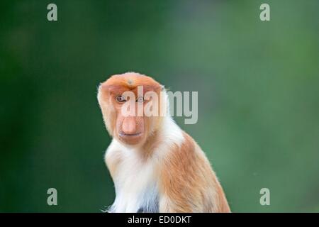 La Malaisie, Sabah State, Labuk Bay Proboscis Monkey ou singe bec long (Nasalis larvatus) Banque D'Images