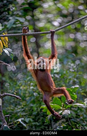 La Malaisie, l'État de Sarawak, Kuching, Centre de réhabilitation de faune Semenggoh orang-outan, Pongo pygmaeus pygmaeus () Banque D'Images