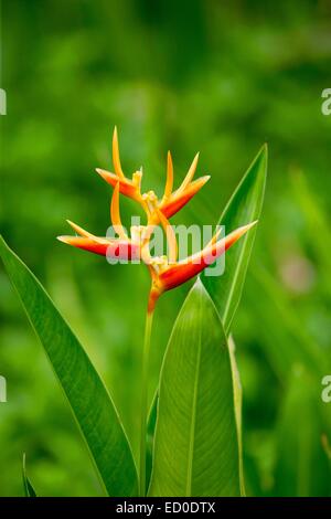 La Malaisie, Sabah State, Labuk Bay, Heliconia sp. Banque D'Images