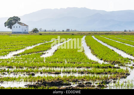 Rizières irriguées, Parc national du Delta de l'Ebre près d'Amposta, Tarragone, Catalogne, Espagne Banque D'Images