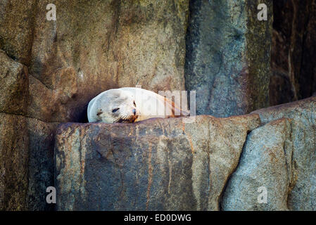 Seal dormir sur rock Banque D'Images