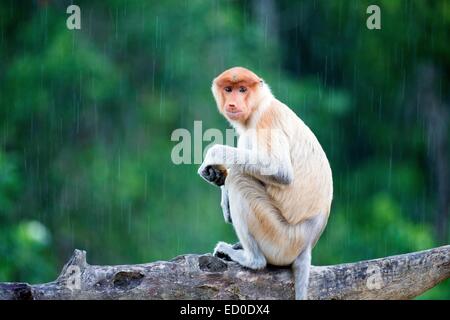 La Malaisie, Sabah State, Labuk Bay Proboscis Monkey ou singe bec long (Nasalis larvatus) Banque D'Images