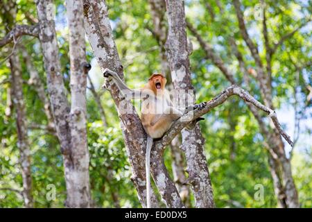 La Malaisie, Sabah State, Labuk Bay Proboscis Monkey ou singe bec long (Nasalis larvatus) Banque D'Images