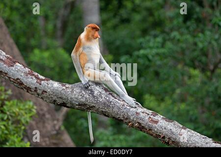 La Malaisie, Sabah State, Labuk Bay Proboscis Monkey ou singe bec long (Nasalis larvatus) Banque D'Images