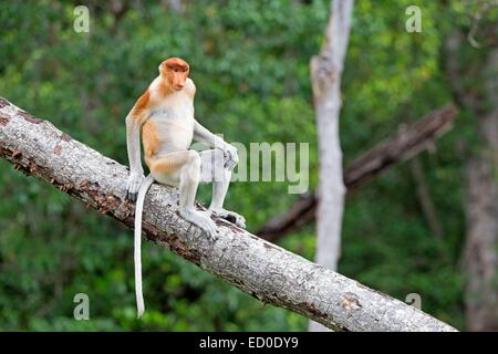 La Malaisie, Sabah State, Labuk Bay Proboscis Monkey ou singe bec long (Nasalis larvatus) Banque D'Images