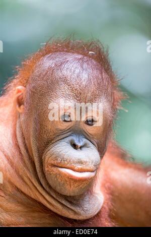 L'état de Sabah en Malaisie Sandakan Sepilok Orang Utan Centre de réadaptation des orangs-outans de Bornéo du nord-est (Pongo pygmaeus morio) jeunes Banque D'Images