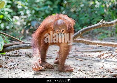 L'état de Sabah en Malaisie Sandakan Sepilok Orang Utan Centre de réadaptation des orangs-outans de Bornéo du nord-est (Pongo pygmaeus morio) jeunes Banque D'Images