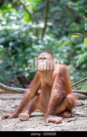 L'état de Sabah en Malaisie Sandakan Sepilok Orang Utan Centre de réadaptation des orangs-outans de Bornéo du nord-est (Pongo pygmaeus morio) jeunes Banque D'Images