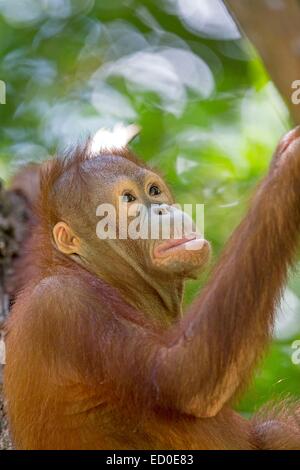 L'état de Sabah en Malaisie Sandakan Sepilok Orang Utan Centre de réadaptation des orangs-outans de Bornéo du nord-est (Pongo pygmaeus morio) jeunes Banque D'Images