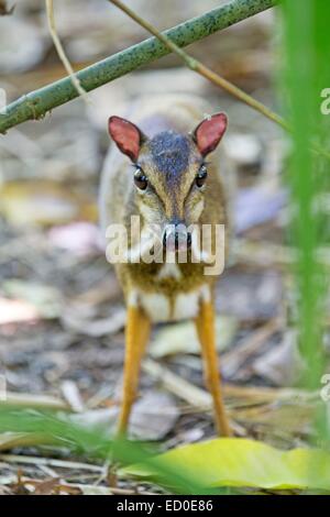 La Malaisie, l'état de Sabah, Kota Kinabalu, la petite souris-cerf ou kanchil ou moins chevrotain malais (Tragulus kanchil) Banque D'Images