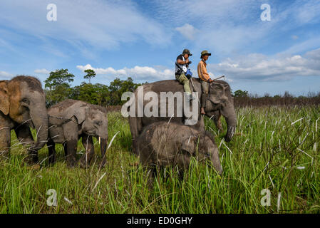 Un gardien d'éléphant et un tour visiteur avec un troupeau d'éléphants en chemin dans le parc national de Kambas, Indonésie. Banque D'Images