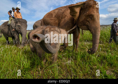 Un petit éléphant essayant d'embrasser l'objectif du photographe dans le parc national de Kambas, Indonésie. Banque D'Images