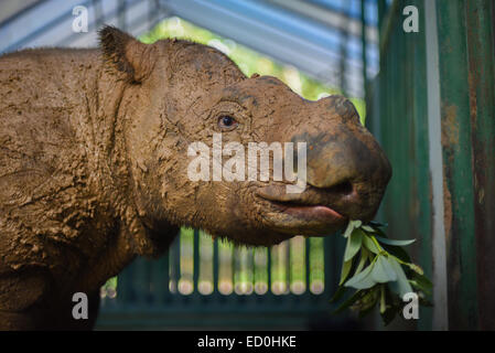 Veau rhinocéros de Sumatra Andatu (2,5 ans) au sanctuaire de rhinocéros de Sumatra, le Parc National de Way Kambas. Banque D'Images