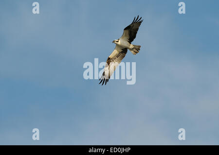 Osprey, Pandion haliaetus survolant Blue Cypress Lake Central Florida Banque D'Images