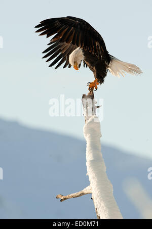 Pygargue à tête blanche (Haliaeetus leucocephalus) perché sur un arbre. Rivière Chilkat Alaska États-Unis Amérique latine . Banque D'Images