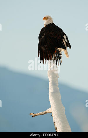 Pygargue à tête blanche (Haliaeetus leucocephalus) perché sur un arbre. Banque D'Images