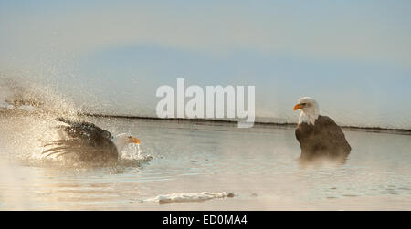 Le pygargue à tête blanche (Haliaeetus leucocephalus) baignade en rivière Chilkat brumeux, a brillé avec le soleil .. Banque D'Images