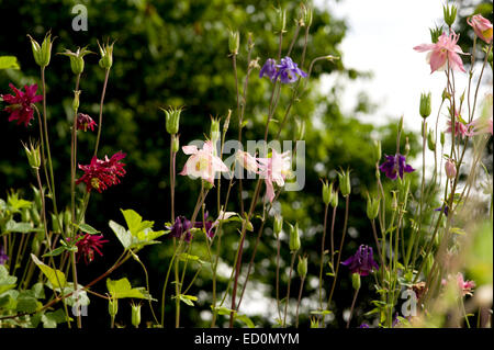 Aquilegia vulgaris, l'ancolie, Granny's Bonnet poussant dans un jardin écossais dans le Parc National de Cairngorms Banque D'Images