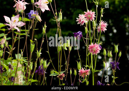 Aquilegia vulgaris, l'ancolie, Granny's Bonnet poussant dans un jardin écossais dans le Parc National de Cairngorms Banque D'Images