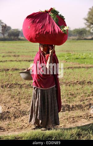 Femme indienne transportant l'herbe fraîchement coupée pour le bétail l'Inde Banque D'Images