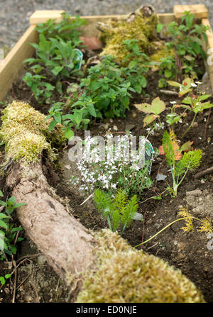 Lit d'herbe rustique inhabituelle dans un jardin en Ecosse contenant la sauge thym fenouil autour d'anciens journaux et moss Banque D'Images