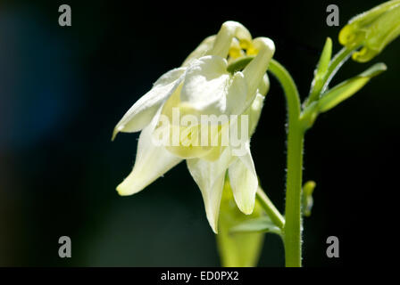 Aquilegia vulgaris, l'ancolie, Granny's Bonnet poussant dans un jardin écossais dans le Parc National de Cairngorms Banque D'Images