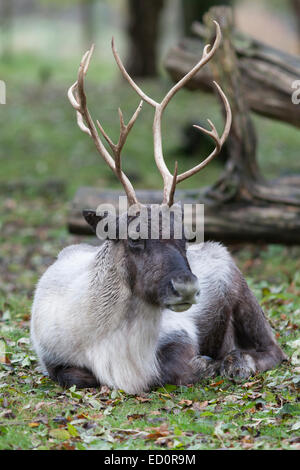 Le zoo de Whipsnade : Renne (Rangifer tarandus). Banque D'Images