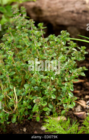 Close up detail de thym thym Thymus parfumée orange Labiatae citriodorus dans un lit d'herbe dans un jardin écossais Banque D'Images