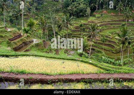 Terrasses de riz dans un point de vue à Tegallalang, 12 km d'Ubud. Bali. Champ de riz situé autour du temple dans le Gunung Kaki 100 Banque D'Images