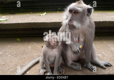 Les macaques à longue queue (Macaca fascicularis) dans la forêt des singes sacrés, Ubud, Indonésie. Singe (Macaca fascicularis) à Dalem Agung Banque D'Images