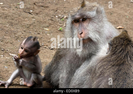 Les macaques à longue queue (Macaca fascicularis) dans la forêt des singes sacrés, Ubud, Indonésie. Singe (Macaca fascicularis) à Dalem Agung Banque D'Images