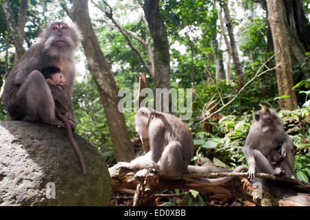 Les singes de la famille qui vivent dans la forêt des singes sacrés. Ubud. Bali. Les macaques à longue queue (Macaca fascicularis) dans l'avancement de singe sacré Banque D'Images