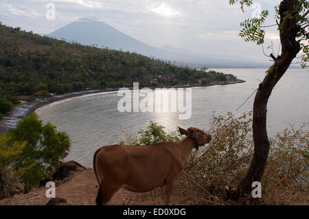 Le petit village d'Amed vache avec vue sur le mont Gunung Agung (3142m). À l'Est de Bali. Amed est une longue bande côtière de fi Banque D'Images
